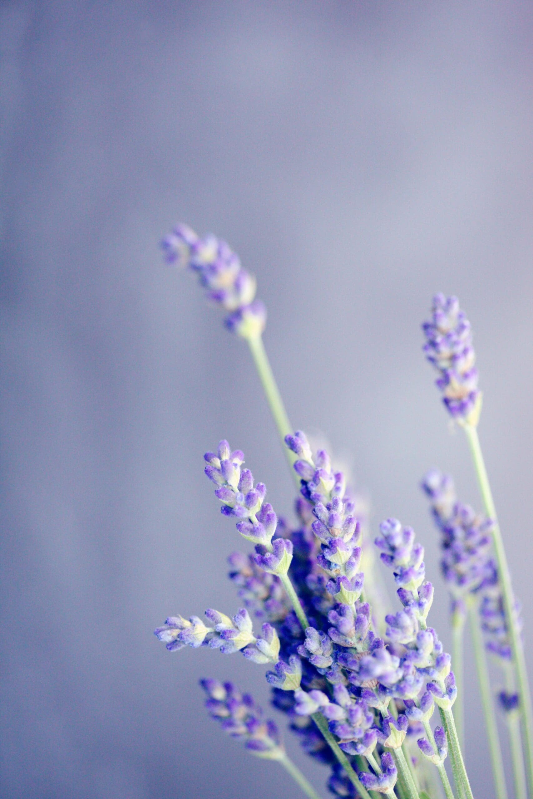 Serene Life Way holistic wellness inspiration