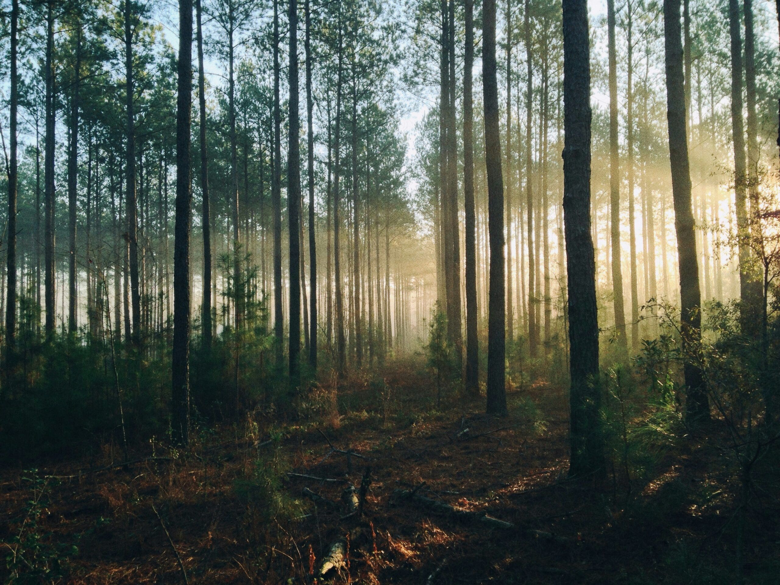 Serene Life Way holistic wellness inspiration