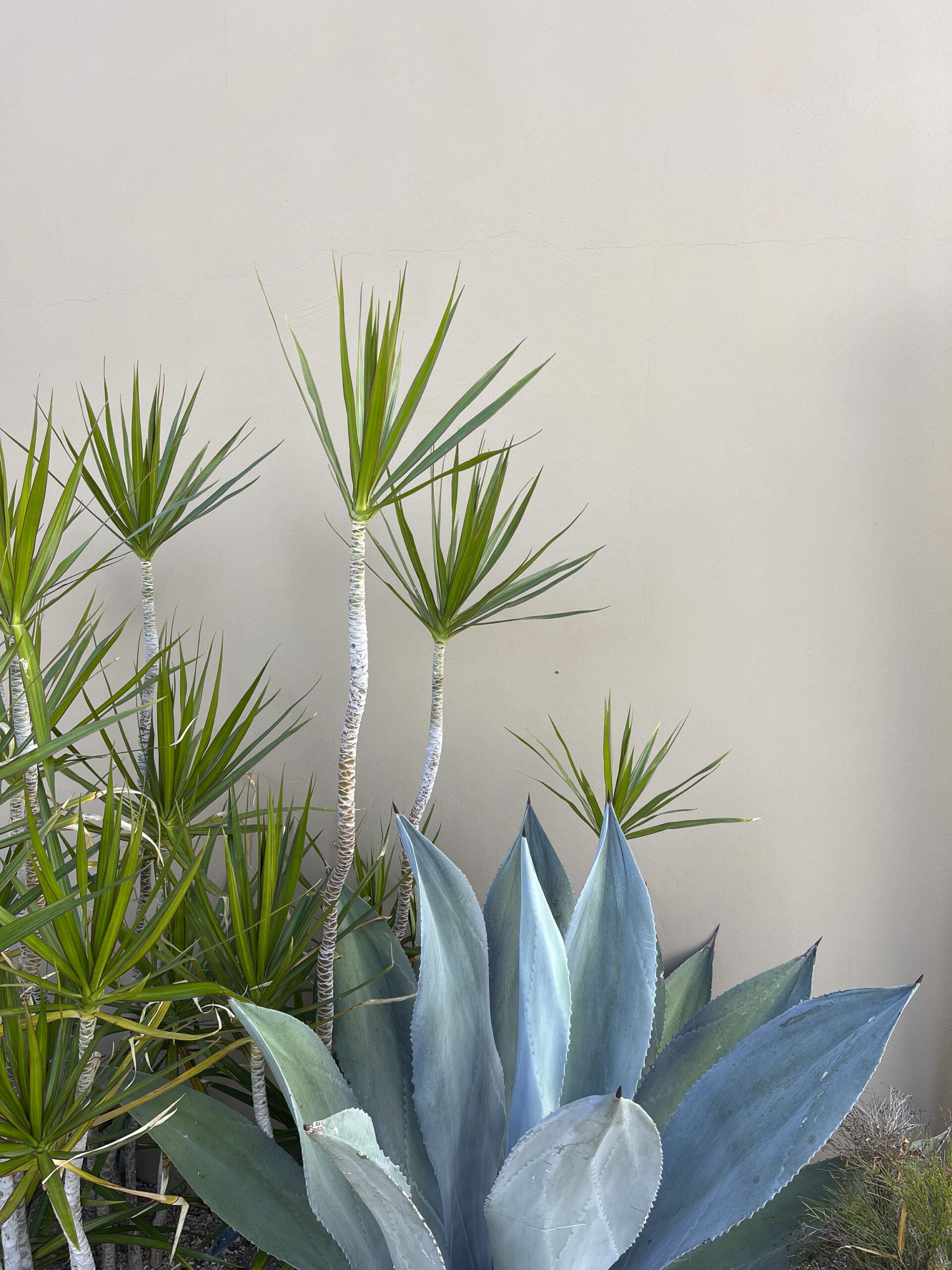 Serene Life Way holistic wellness inspiration