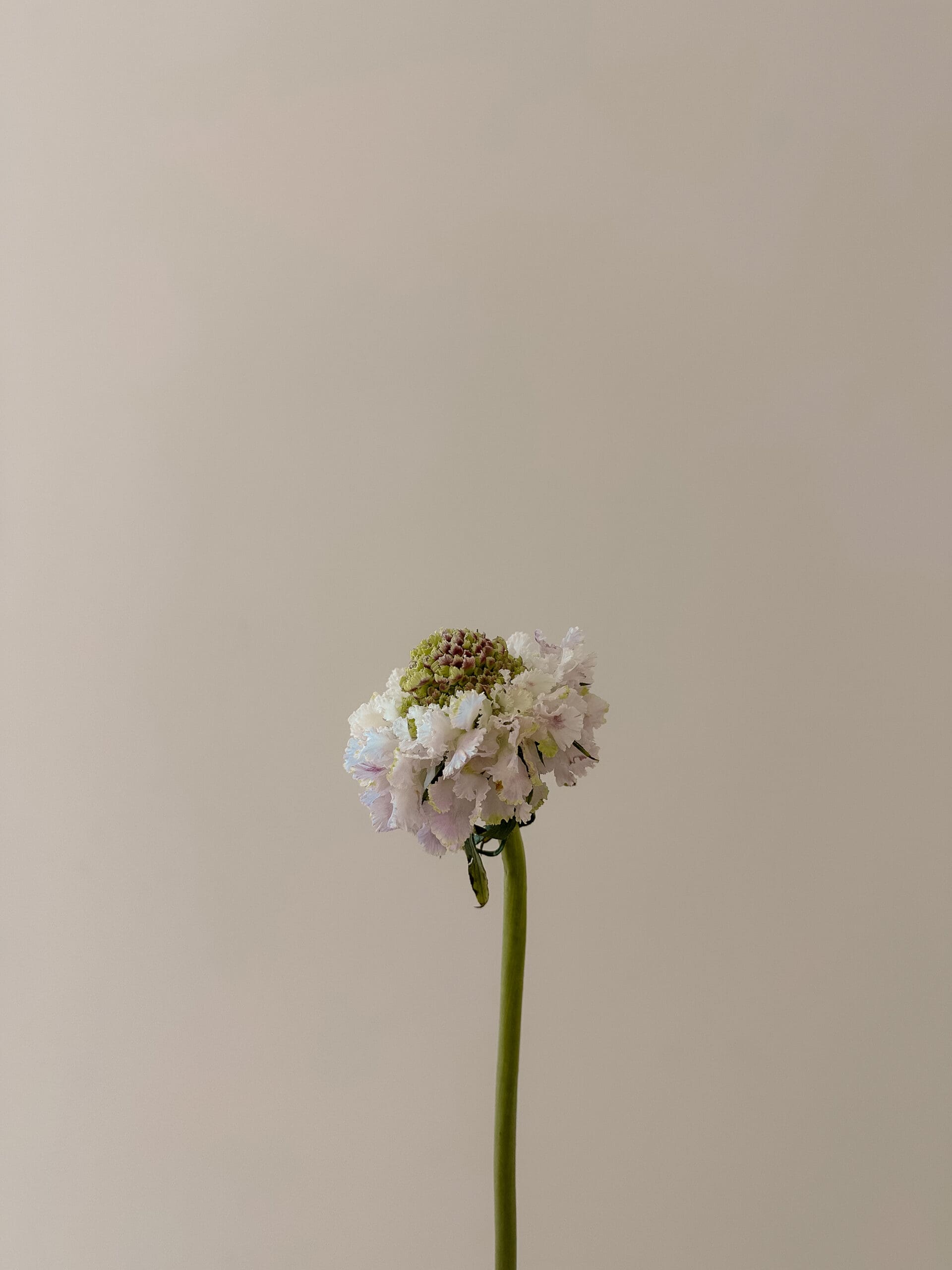 Serene Life Way holistic wellness inspiration