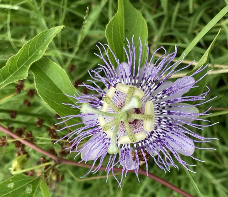 Passionflower benefits for sleep and anxiety