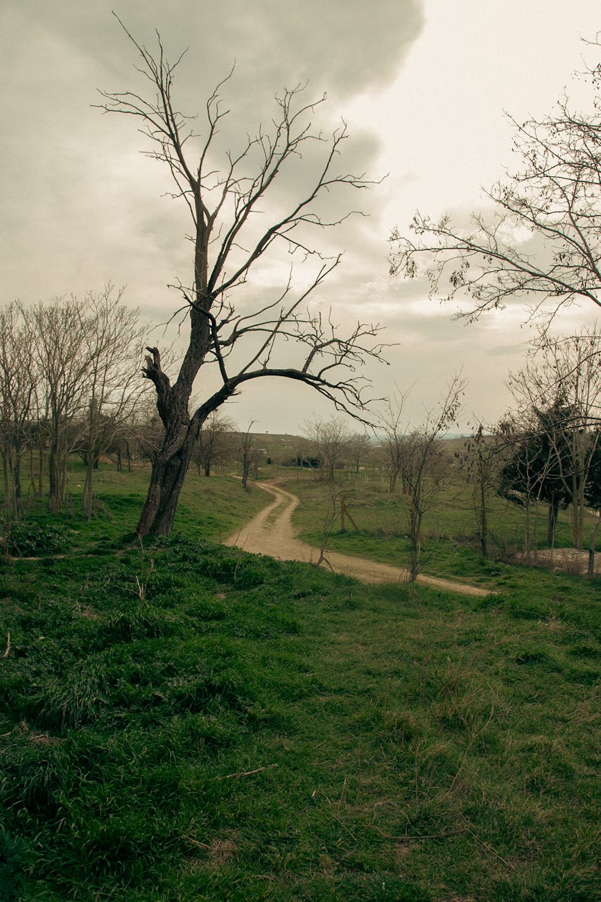 serene rural landscape with winding path