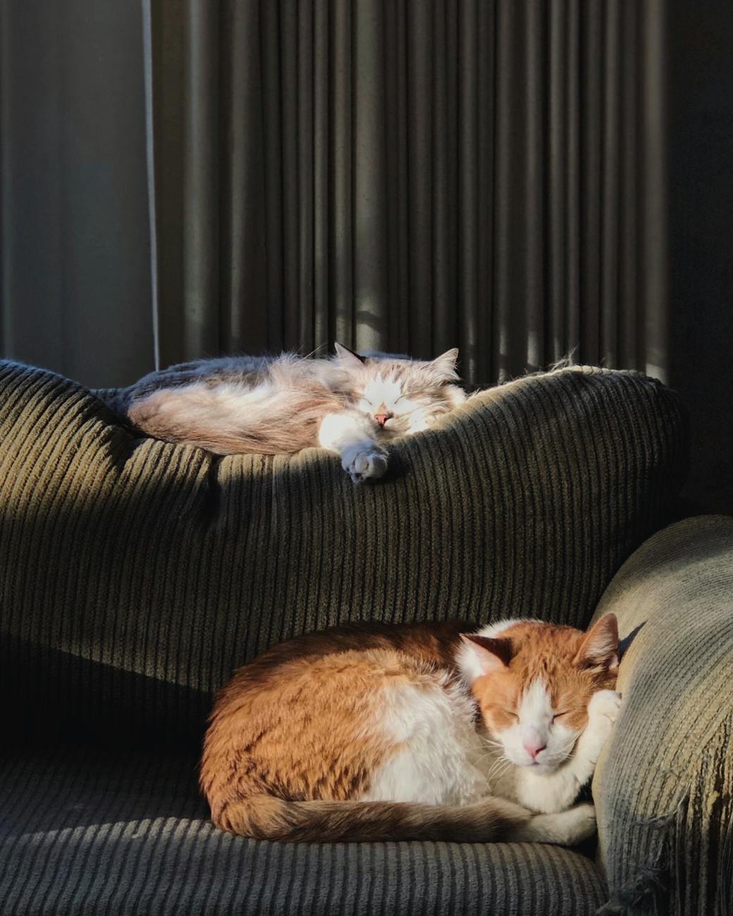 orange and white cats lying on sofa