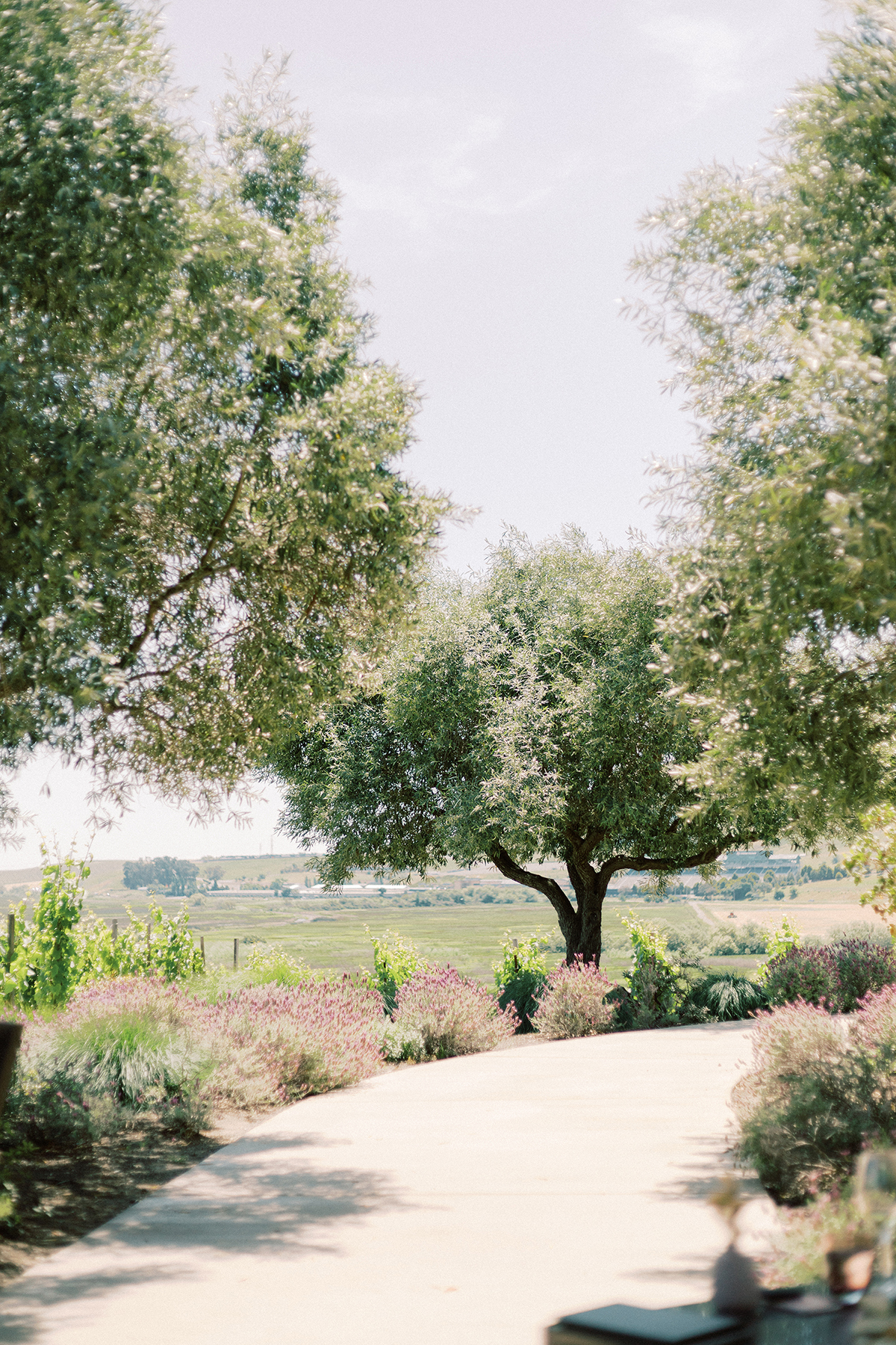 Peaceful garden pathway curving through lavender and greenery toward a shade tree, with open countryside in the distance