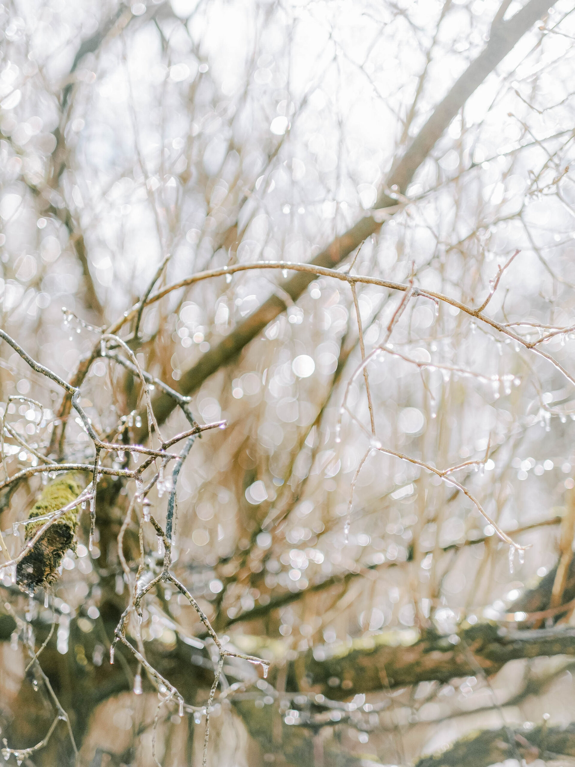 raindrops on tree branches
